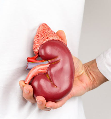 Best foods for people with kidney disease