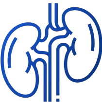 (Nephrology, Urology) Kidneys